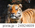 トラ 24924609