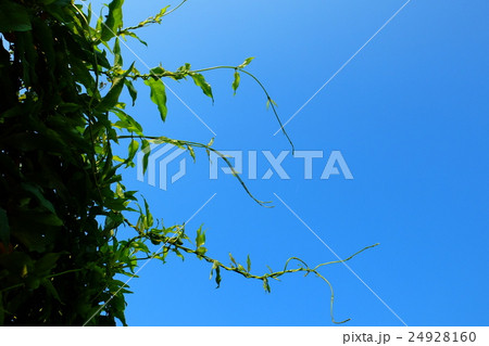 台湾 屋外 野外 24928160