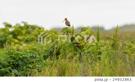 Black tailed godwit Black tailed godwit 24932863