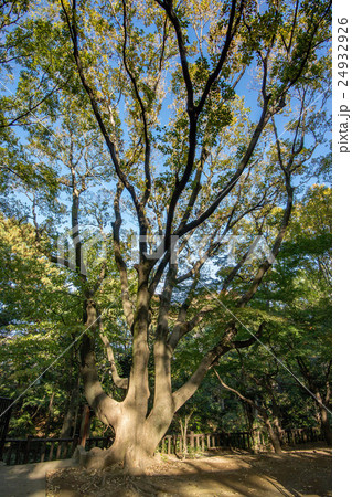 駒場野公園 24932926