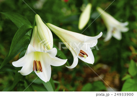 白百合 24933900