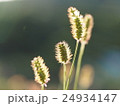 秋の花 24934147