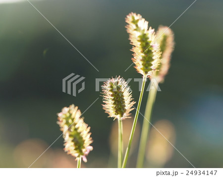 秋の花 24934147