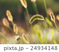 秋の風景 24934148