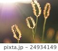 秋の光 24934149