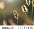 光のかがやき 24934150