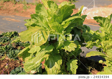 ザーサイ ザーサイ 24934394