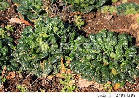 ターツァイ 24934398