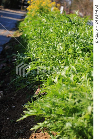 水菜 水菜 24934403