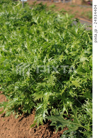 水菜 水菜 24934404