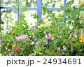 窓辺の花 24934691