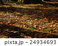 紅葉　落ち葉 24934693