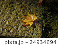落ち葉 24934694