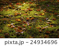 こけともみじ 24934696