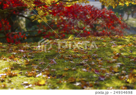 紅葉の庭 24934698