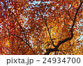 青空の紅葉 24934700