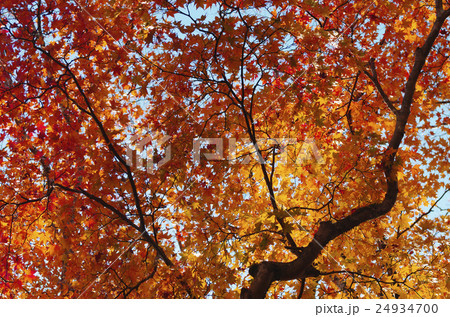 青空の紅葉 24934700