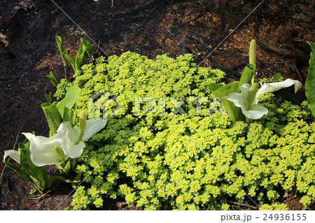 とうだいぐさ 24936155