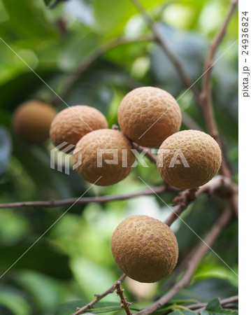 fresh healthy organic longan fruits on the tree fresh healthy organic longan fruits on the tree 24936824