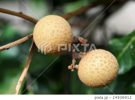 fresh healthy organic longan fruits on the tree 24936912