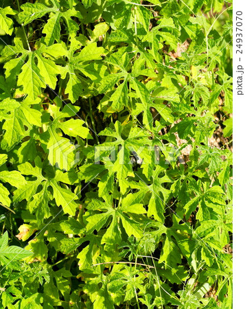 tropical herbal medicine creeping plant green leaf tropical herbal medicine creeping plant green leaf 24937070