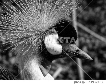 Peacock, 2003 24937107