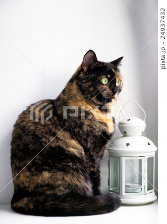Cat of a tortoise color sits on a window sill Cat of a tortoise color sits on a window sill 24937432