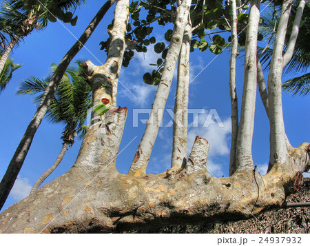 Santo Domingo, Republica Dominicana Santo Domingo, Republica Dominicana 24937932