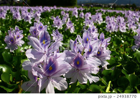 ホテイアオイ 24938770