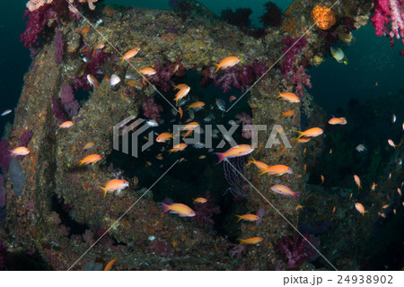 キンギョハナダイ 24938902