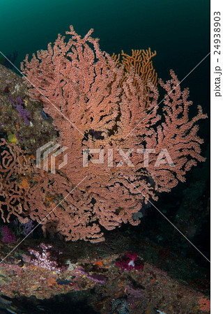 ソフトコーラル 24938903