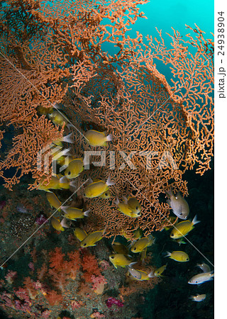 コガネスズメダイ 24938904