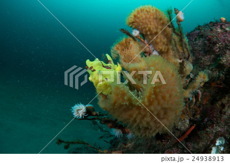 カエルアンコウ 24938913