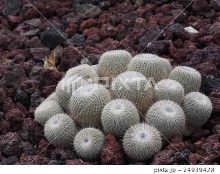 サボテン サボテン 24939428