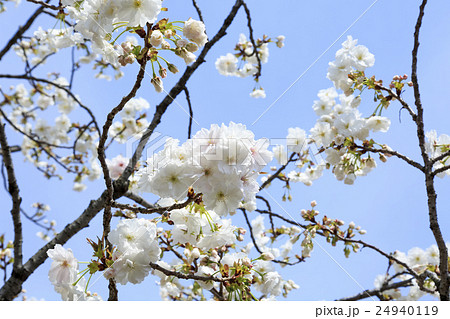 大阪造幣局の桜・品種「静香」シズカ 24940119