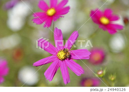 コスモス コスモス 24940126