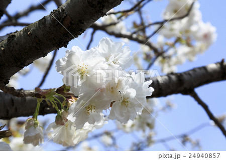 大阪造幣局の桜・品種「静香」シズカ 24940857