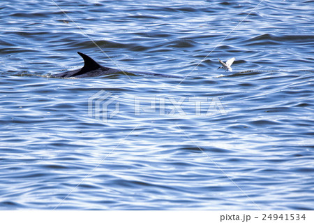 Bryde's whale Bryde's whale 24941534