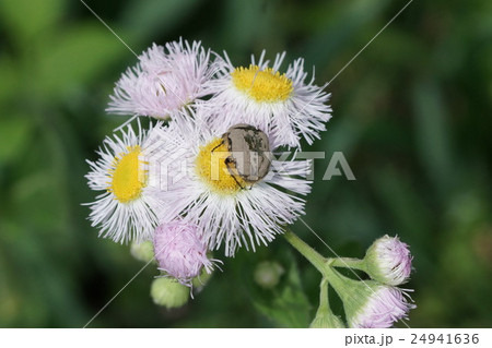 ハルジオンの花粉を食べるコアオハナムグリの写真素材