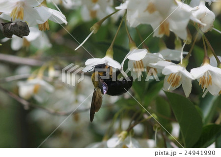 エゴの花の蜜を吸うクマバチ エゴの花の蜜を吸うクマバチ 24941990