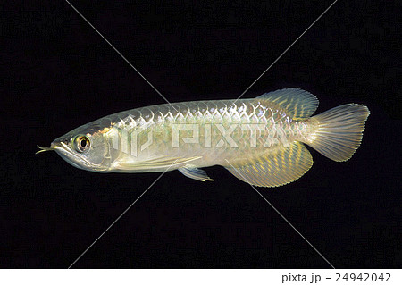 アジアアロワナ 幼魚の写真素材