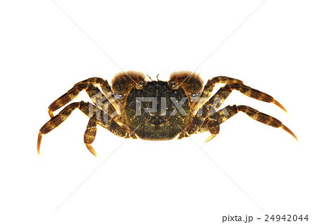 モクズガニ 24942044