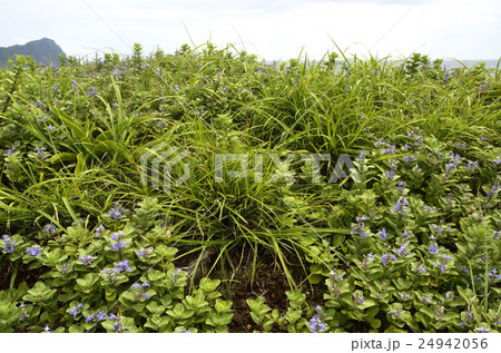 ハマゴウの咲く海辺 ハマゴウの咲く海辺 24942056