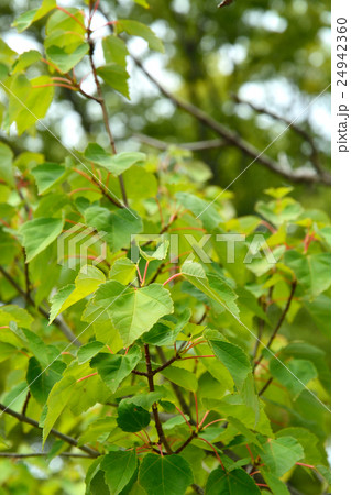 樹木:ハナノキ カエデ科 樹木:ハナノキ カエデ科 24942360