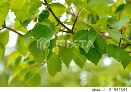樹木:ハナノキ カエデ科 樹木:ハナノキ カエデ科 24942361