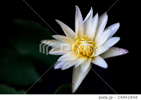 White lotus  White lotus  24942948