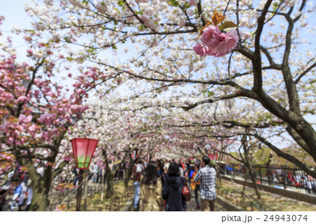 大阪造幣局・桜の通り抜け 大阪造幣局・桜の通り抜け 24943074
