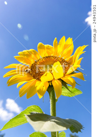 ひまわりの花と夏空 縦 の写真素材