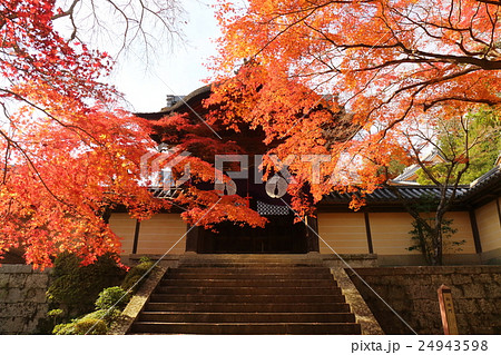 京都　秋の光明寺　紅葉と勅使門 24943598