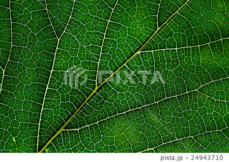 Leaf texture abstract background with closeup view Leaf texture abstract background with closeup view 24943710